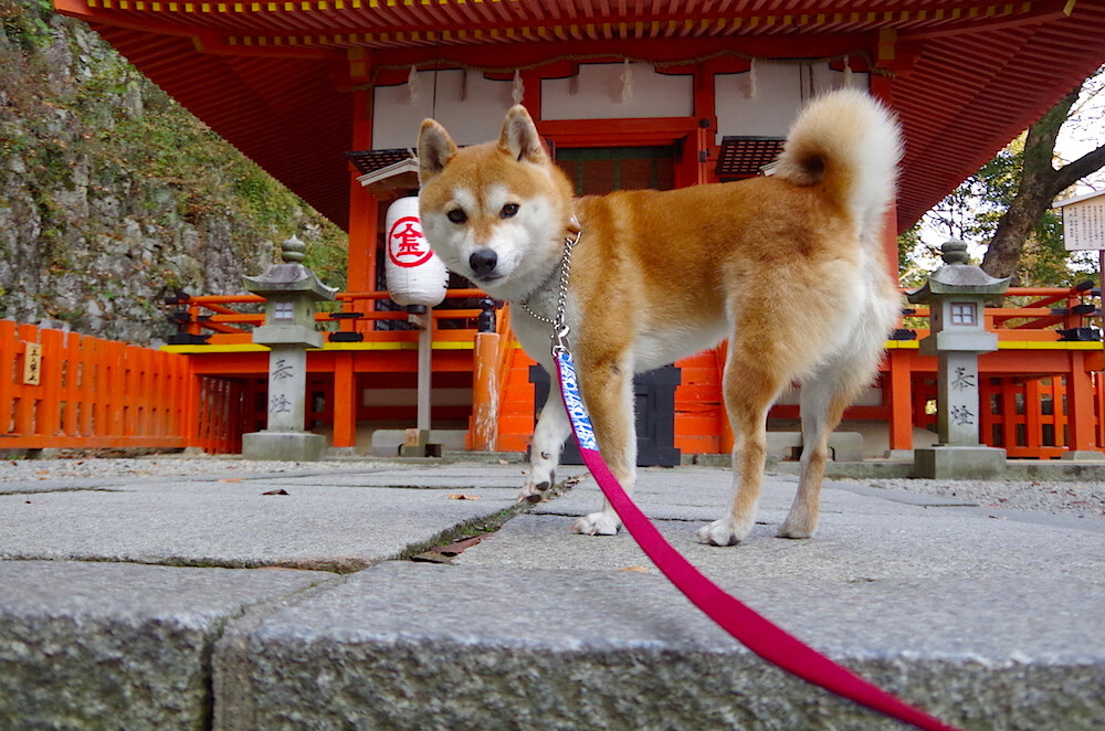 开云APP-全国青少年足球明星列车在多地开启，激励青少年兴趣，全国青少年足球排名