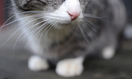 kaiyun官方入口登录-史上最惊心动魄的“冠军对决”重温经典瞬间，冠军对冠军综艺