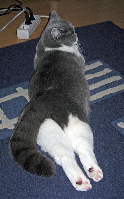 开云平台-墨西哥男足在巴黎奥运会比赛中以3-0击败几内亚，奥运会男足墨西哥队