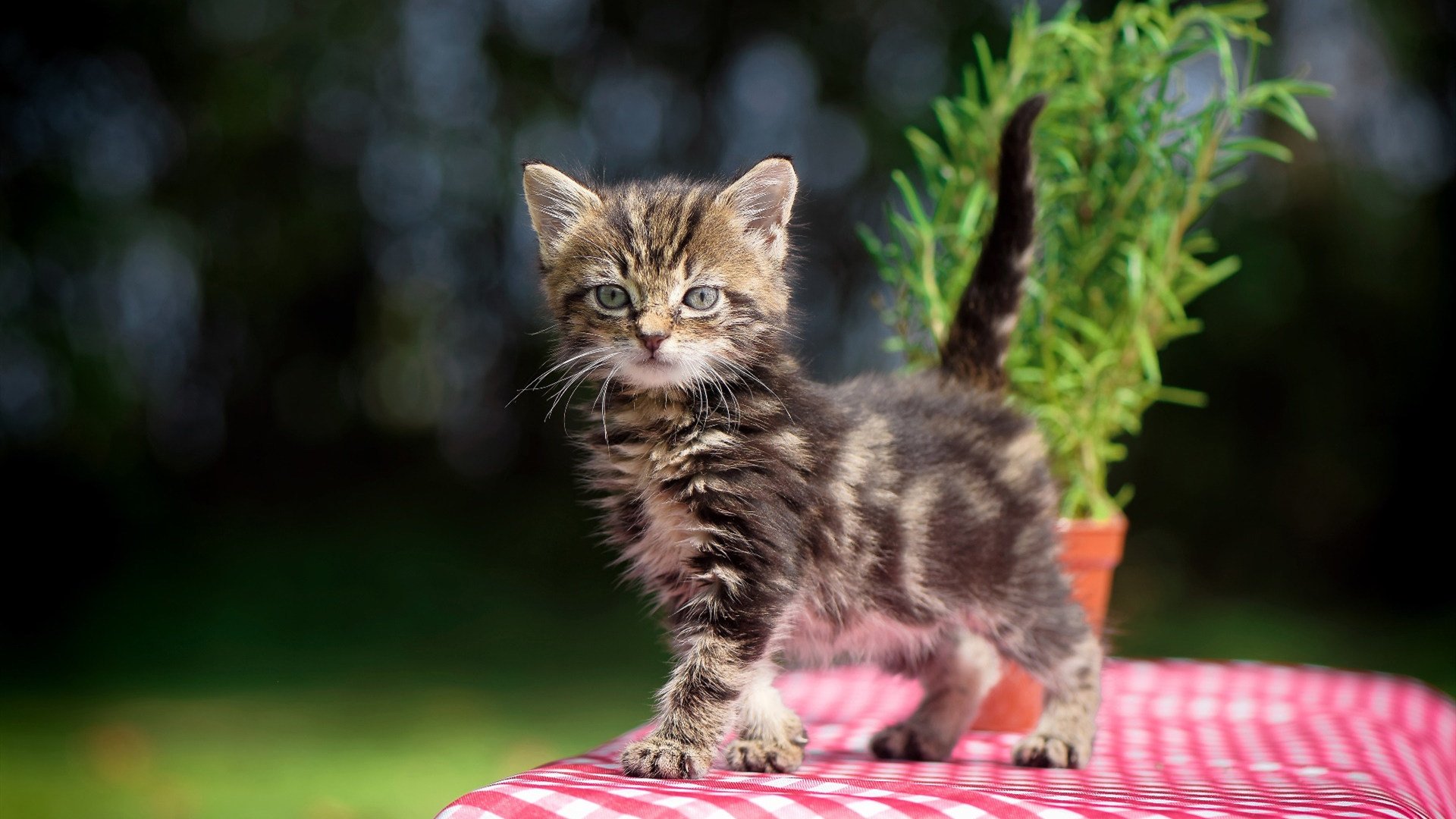 开云体育视频直播-多特蒙德-战胜塞维利亚晋级八强，多特蒙德和塞维利亚比分预测
