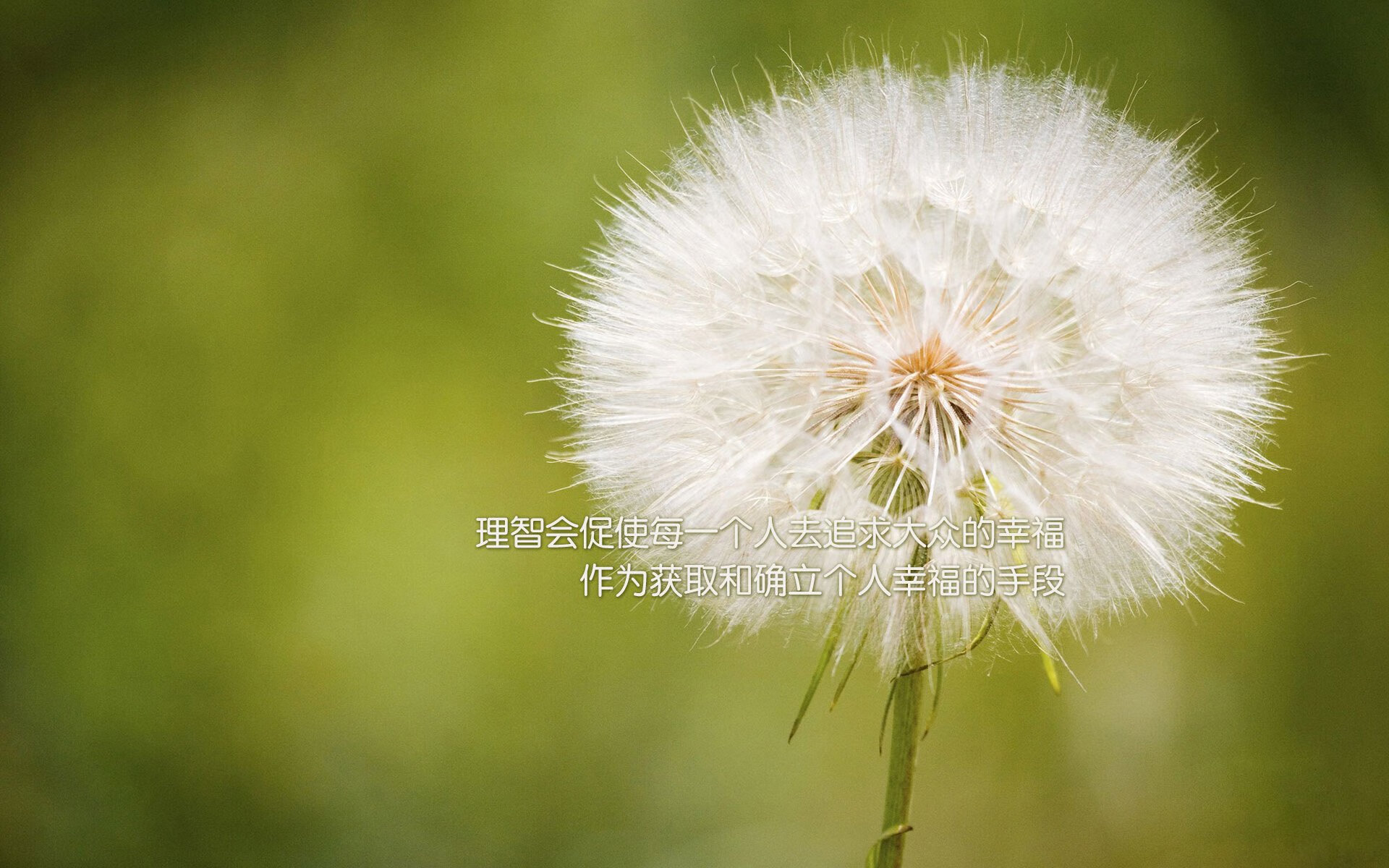 奥格斯堡主场1-0战胜沃尔夫斯堡,保级关键三分,奥格斯堡vs