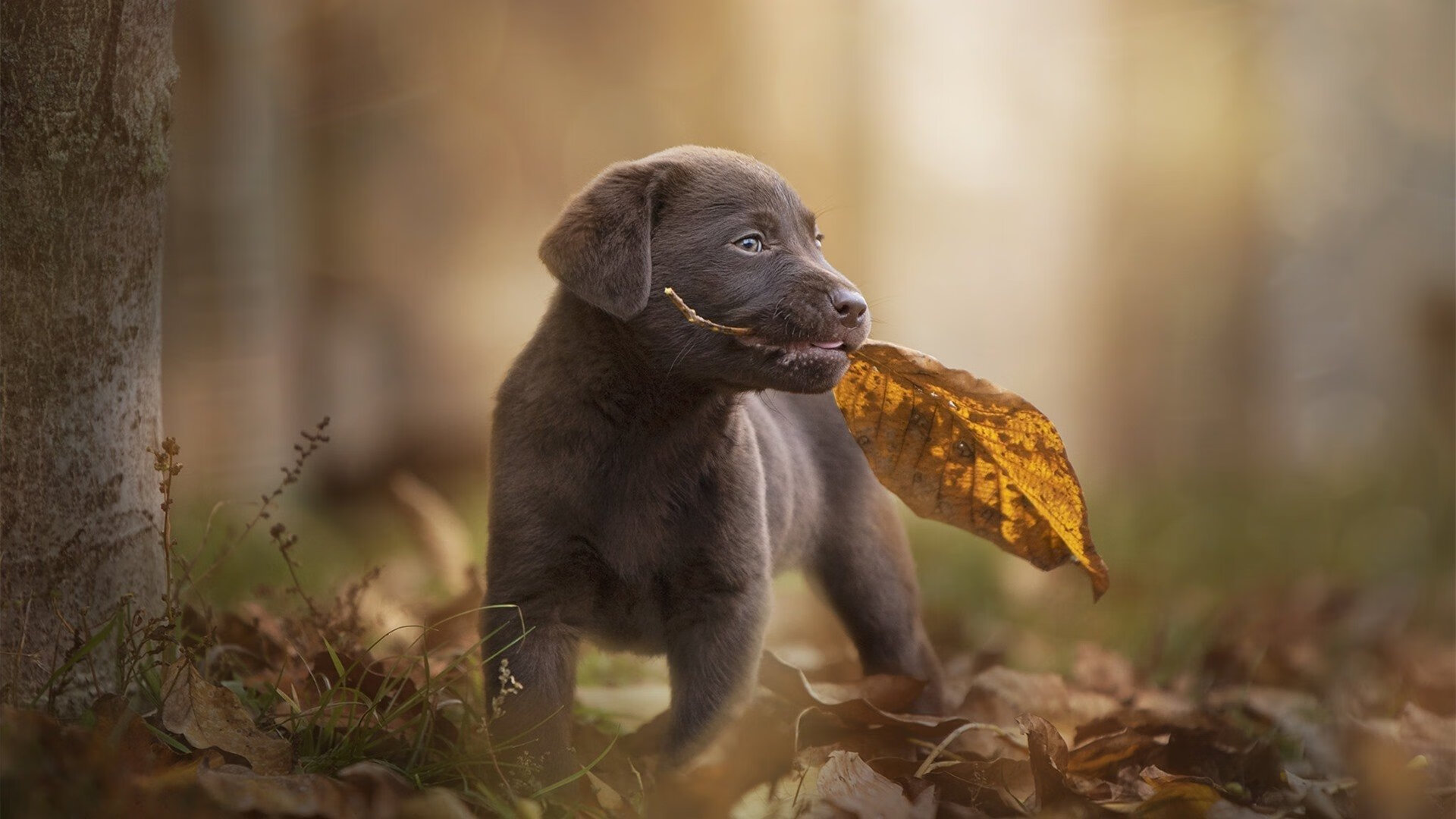 Kaiyun APP-巴恩斯利客场挑战富勒姆，锋线对决胜负不明，巴恩斯利的赛程