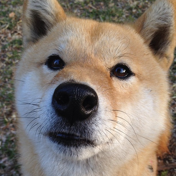 开云网页版-布伦森表现不稳定，球队进攻端受限，布伦森选秀