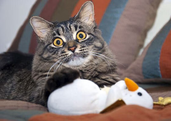 开云官方网站-日本队坚韧不拔，力拼强敌！，日本联赛强队