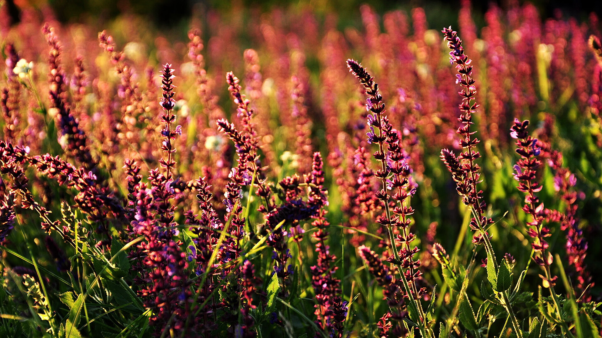 开云体育中国官网-欧洲杯预选赛黑马崛起，传统强队或将落败，欧洲杯预选赛比赛结果