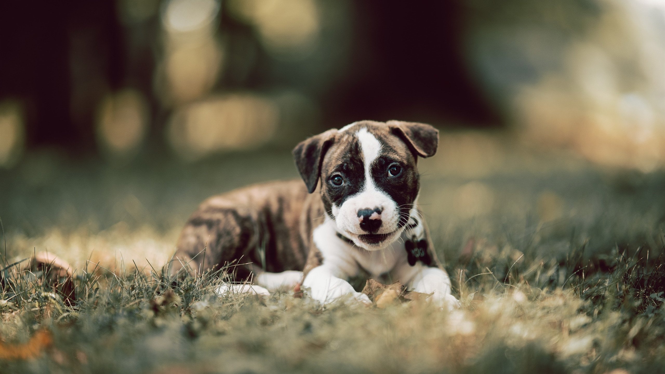 开云网页版登录入口-中超联赛中国队逆袭 球员表现备受认可，2021中超队伍