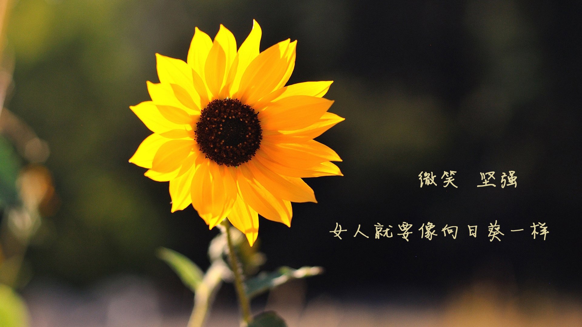 开云APP-印度乒乓赛制的独特魅力与挑战，印度乒乓球名将