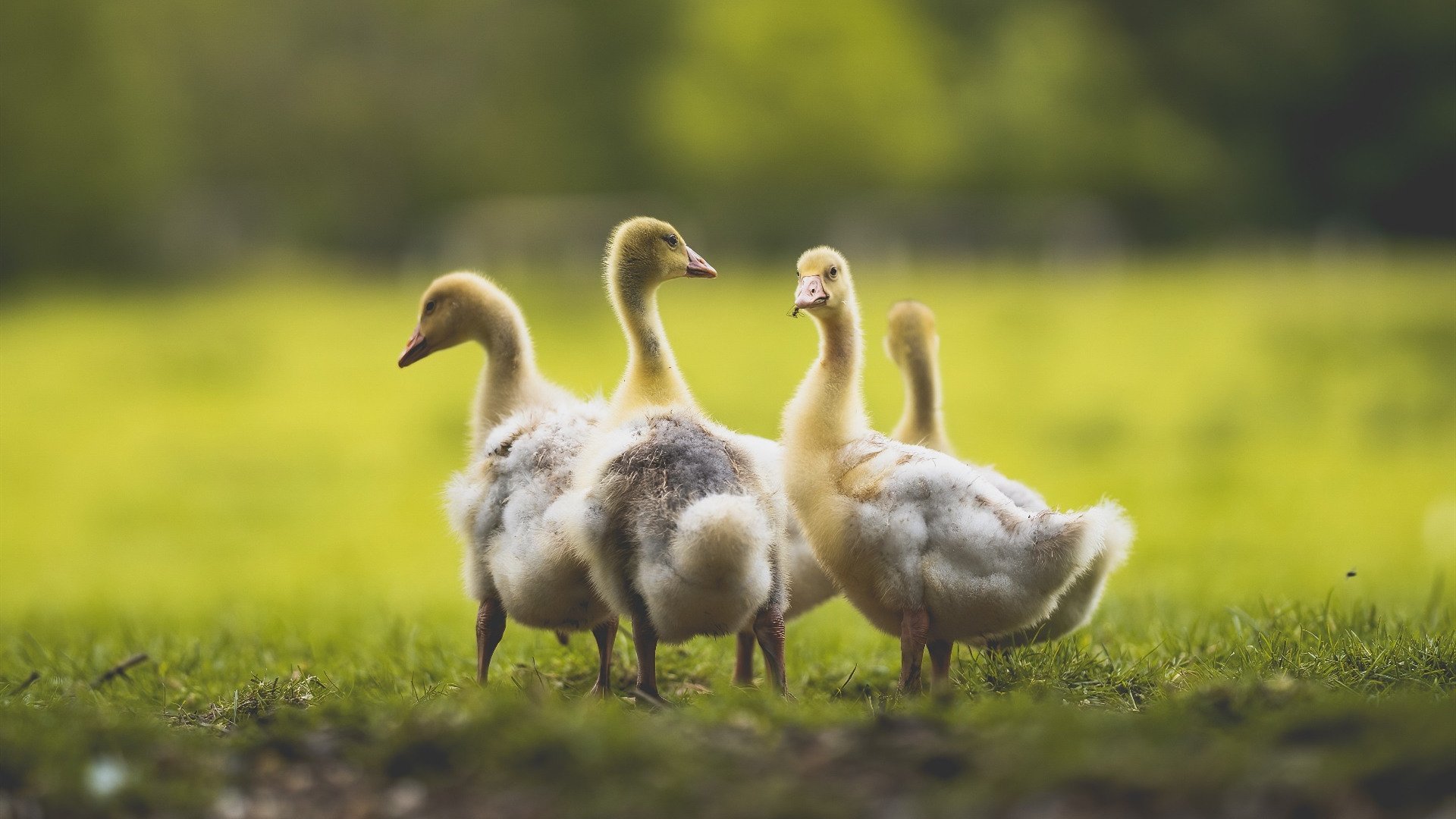 开云中国大陆-职业球员体能与技术训练脱节，职业球员训练项目