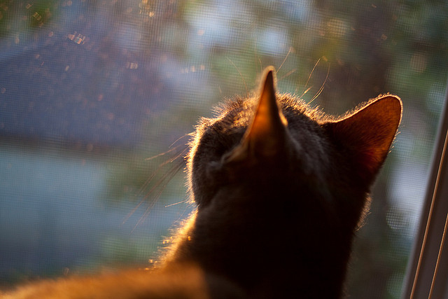 开云体育视频直播-足球运动推广缺乏家庭层面支持体系，足球需求