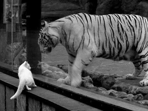 kaiyun.com-CBA球队设立内部评估体系提高训练针对性，cba组建球队