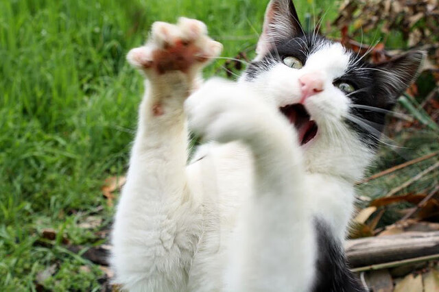 kaiyun官方入口登录-威尔士男子橄榄球队：面临挑战，依旧不容忽视，威尔士篮球