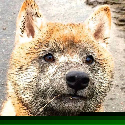 开云·Kaiyun网页版-戴维·帕特森的球场领导力和战术灵活性，为袋鼠队赢得关键比赛