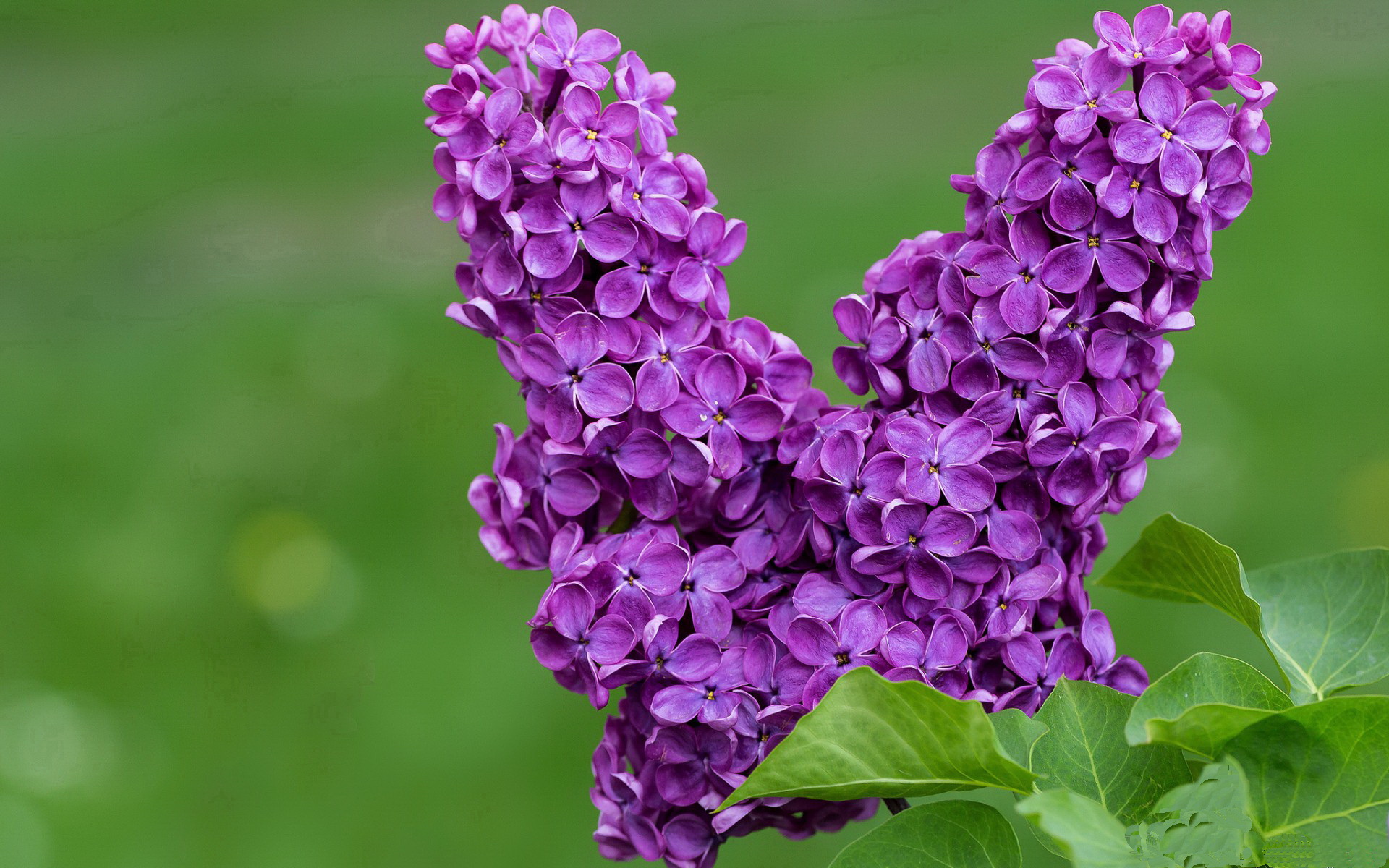 kaiyun中国官方网站-新兴女子橄榄球市场吸引力巨大，英格兰女队成最大赢家，女子橄榄球队排名
