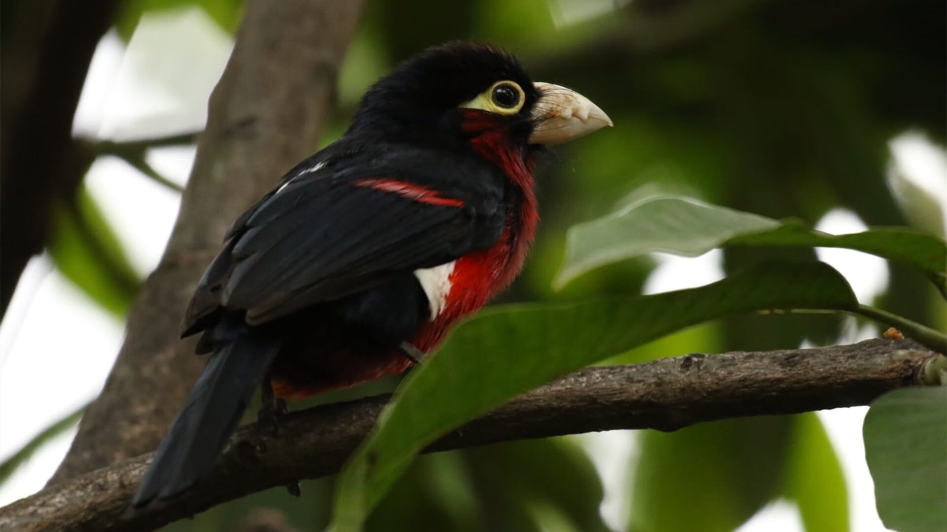 开云网页版-朱婷鼓励球迷现场为队伍加油，朱婷发文致谢