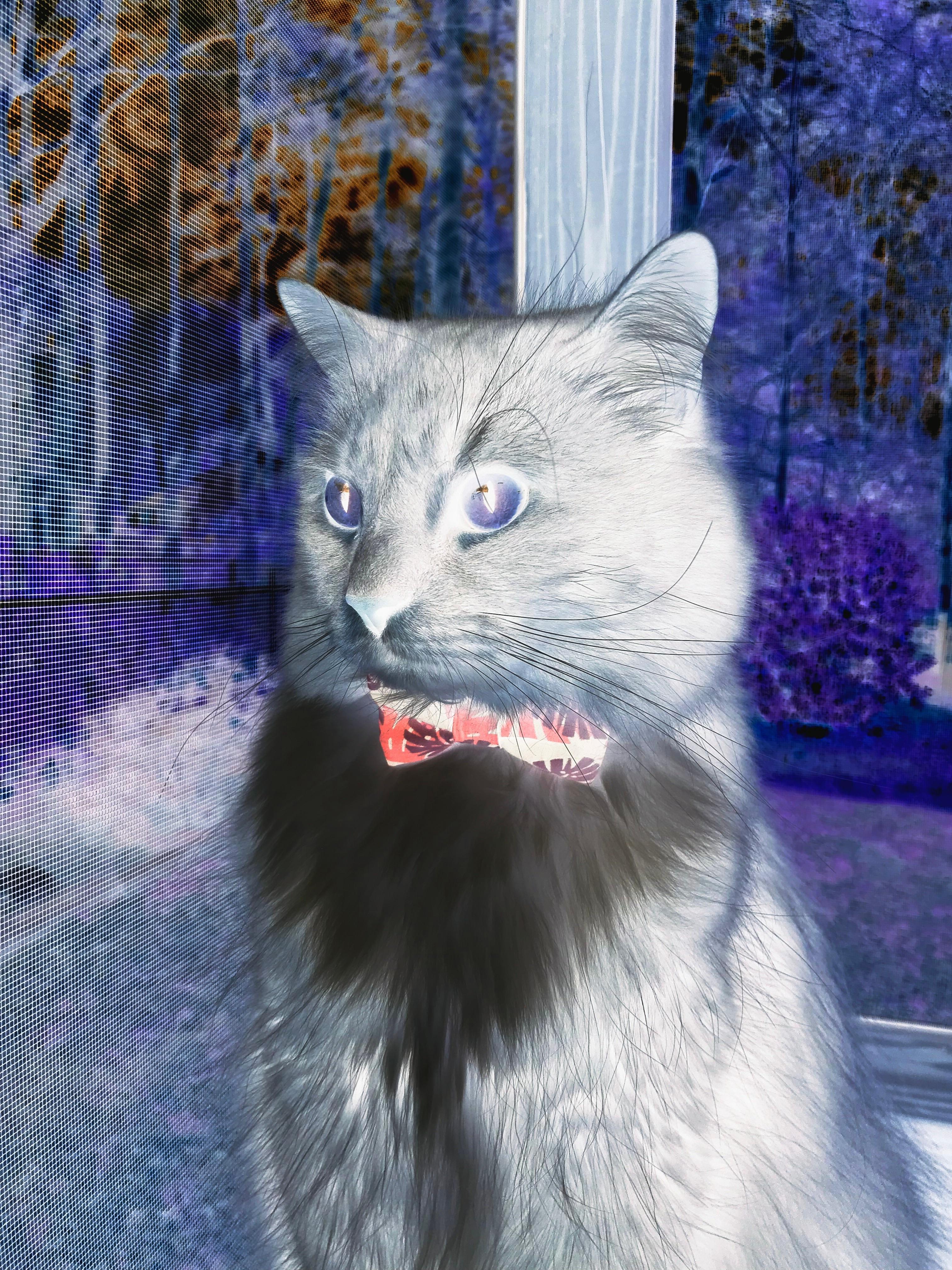 开云官网在线-赞比亚男篮在非洲预赛中奋勇一直，迈向奥运舞台大门，赞比亚球星